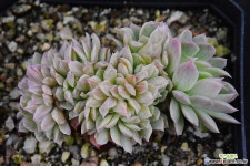 블랫블루아나철화 685 다육철화