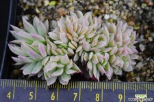 블랫블루아나철화 685 다육철화