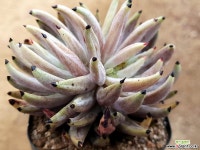 웅구아쿨라타171(뿌리조금만있음) 다육식물