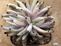 웅구아쿨라타171(뿌리조금만있음) 다육식물