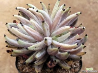 웅구아쿨라타171(뿌리조금만있음) 다육식물