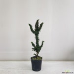 석화회/공기정화식물/반려식물/온누리 꽃농원 공기정화식물