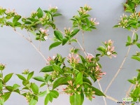 댕강나무 (동일품배송) 야생화