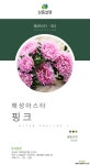 왜성아스타 / 핑크 / 5묶음 / 야생화 / 주말농장 / 노지월동 / 관상용 / 3치포트 야생화