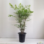 남천/공기정화식물/반려식물/온누리 꽃농원 공기정화식물