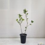 아로니아/공기정화식물/반려식물/온누리 꽃농원 공기정화식물