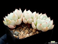 자라고사 23- 다육식물