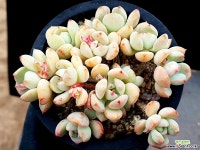 애그린원 24- 다육식물