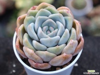 (신품종)오리온hy S0169 다육식물