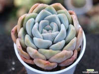 (신품종)오리온hy S0169 다육식물