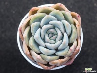 (신품종)오리온hy S0169 다육식물