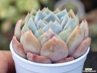 (신품종)오리온hy S0169 다육식물