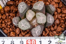 은하(銀河)-03-02-No.831 하월시아