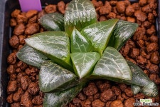 실버쥬피터(Silver Jupiter)-03-06-No.2575 하월시아