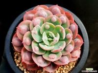 레인드랍(얼큰이) 24-383 다육식물