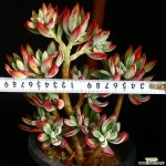 대품 부용 1 다육식물