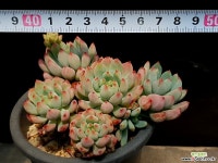 블루엘프 25-403 다육식물