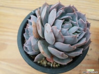 양로군생-411 다육식물