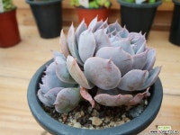 양로군생-411 다육식물