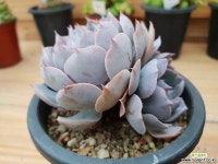 양로군생-411 다육식물