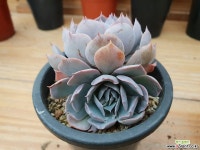 양로군생-411 다육식물