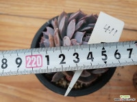 양로군생-411 다육식물