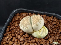 쥴리-366 (실생,W:2.3cm.c162) 리톱스/메셈