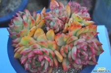 플로리디티(I012) 다육식물