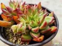 허니비 (목질)(자연군생) 5.73 0430 다육식물