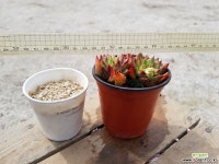 허니비 (목질)(자연군생) 5.73 0430 다육식물