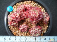 818 sp미니마 다육식물