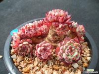 818 sp미니마 다육식물