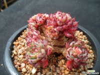 818 sp미니마 다육식물