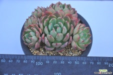 나나후크미니(I014) 다육식물