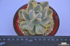 마케베니아금(I031) 다육금