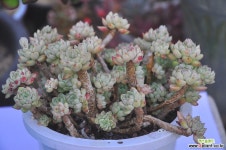 세데베리아(I032) 다육식물