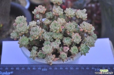 세데베리아(I032) 다육식물