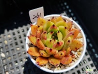 아고라261 다육식물