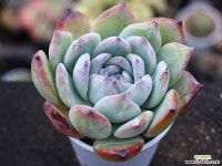 (신품종)블랙사바스 S0178 다육식물