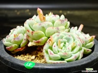 라엔41 다육식물