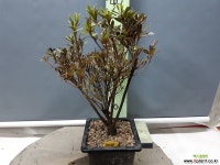 연산홍 ( 3068 ) 야생화