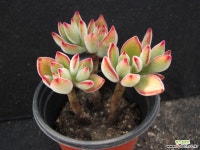 부용 0551 다육식물