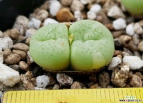 Conophytum 비단금 2두 코노피튬