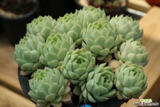 정원군생2098(중,대품) 다육식물