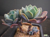 울리불리목대군생 505-1907 다육식물