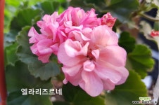 엘라리즈르네(제라늄) 초본류