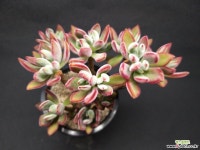 보용-6201 다육식물