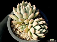 여미월 29- 다육식물