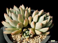 여미월 29- 다육식물