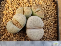 카라스몬타나 9105-4479 리톱스/메셈